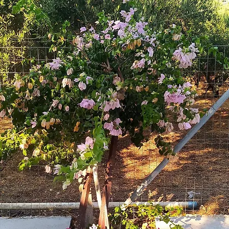 בית נופש Mareliva Retreat Trinisia